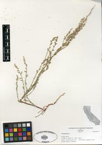 Herbarium Sheet of 